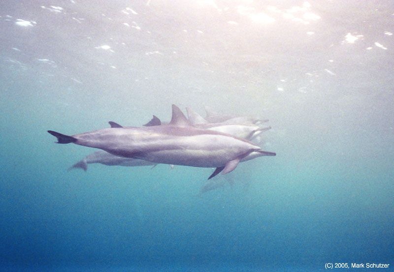 dolphins2