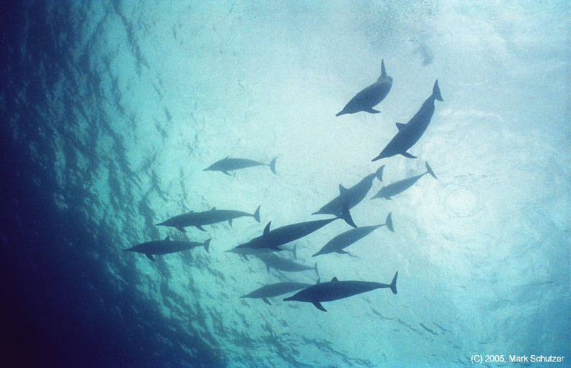 dolphins4