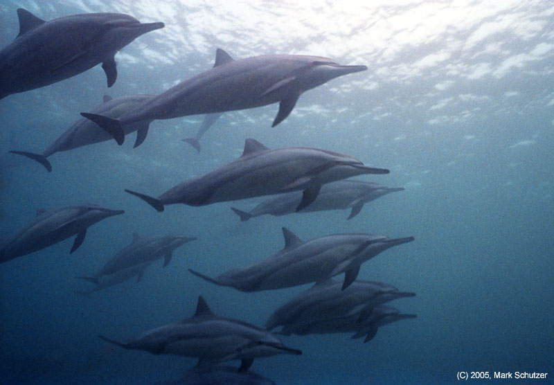 dolphins1