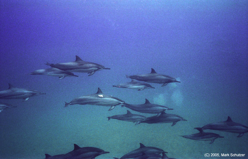 dolphins3