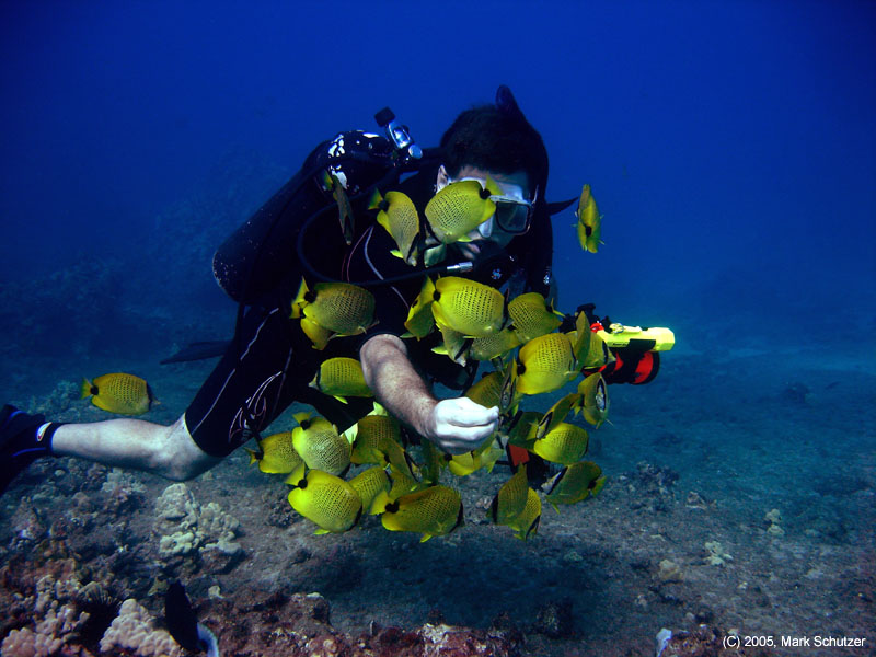 lemons_mark