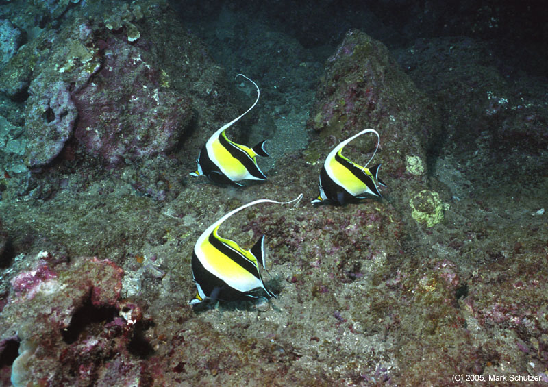 moorish_idols