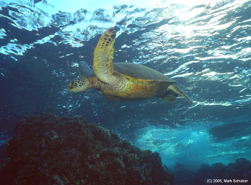 turtle1