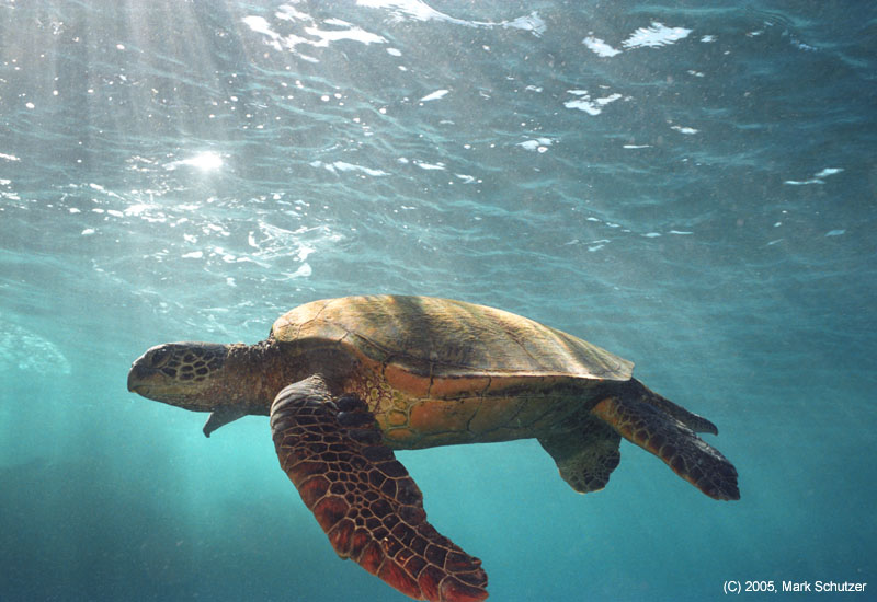 turtle2