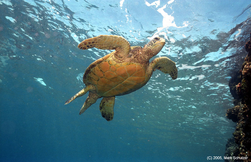 turtle3