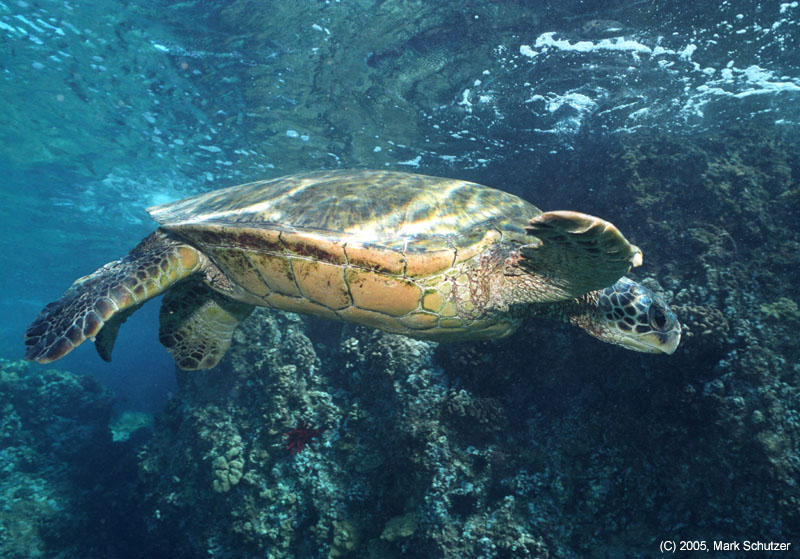 turtle4