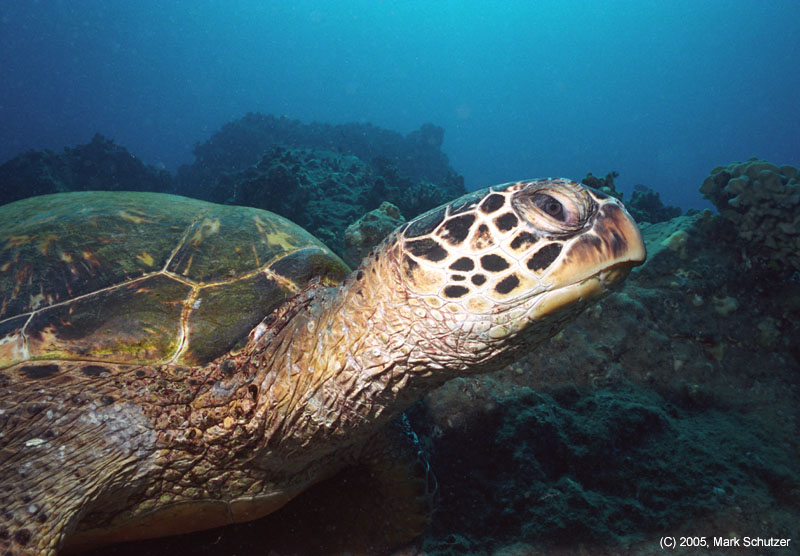 turtle_closeup