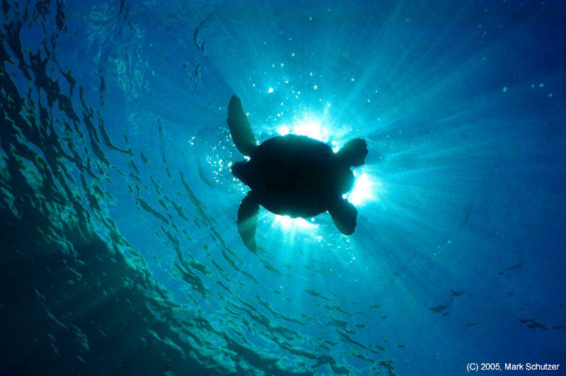 turtle_eclipse
