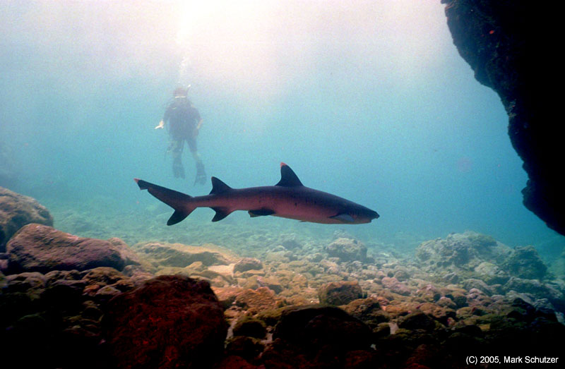 white_tip_diver