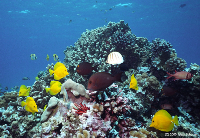 yellow_tang_medly