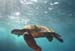 turtle2