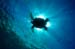 turtle_eclipse