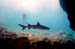 white_tip_diver