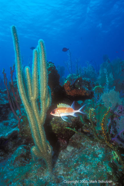 cayman9